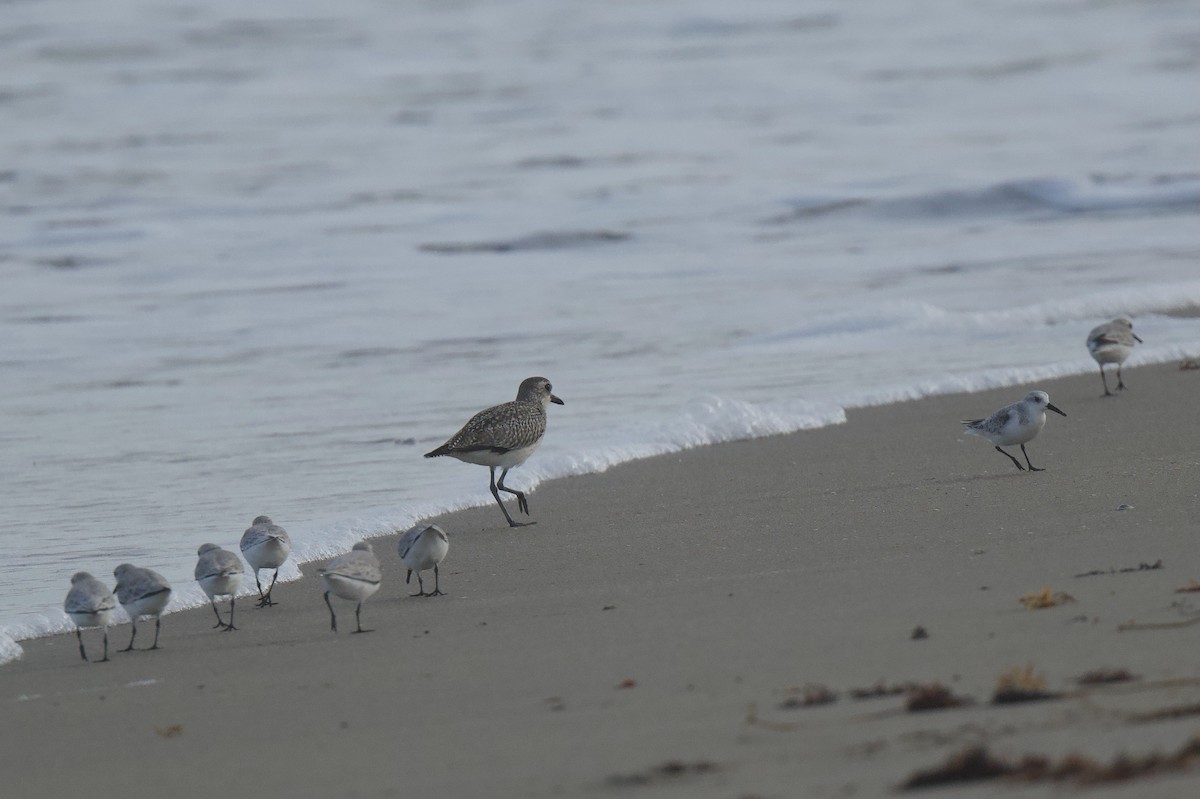 Black-bellied Plover - ML646577521