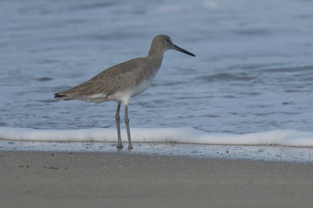 Willet - ML646577525