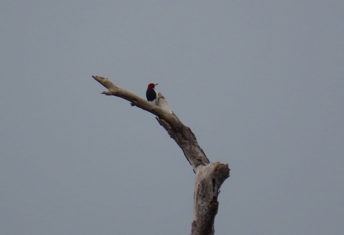 Red-headed Woodpecker - ML646577526