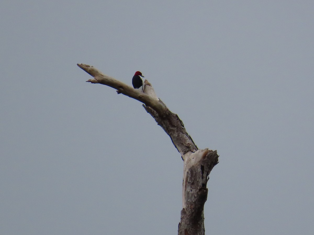 Red-headed Woodpecker - ML646577528