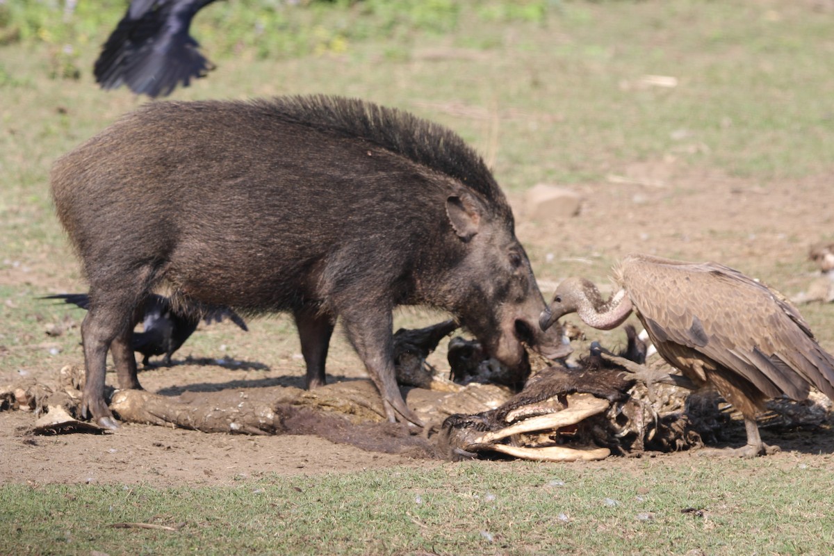 Wild Boar - ML646577529