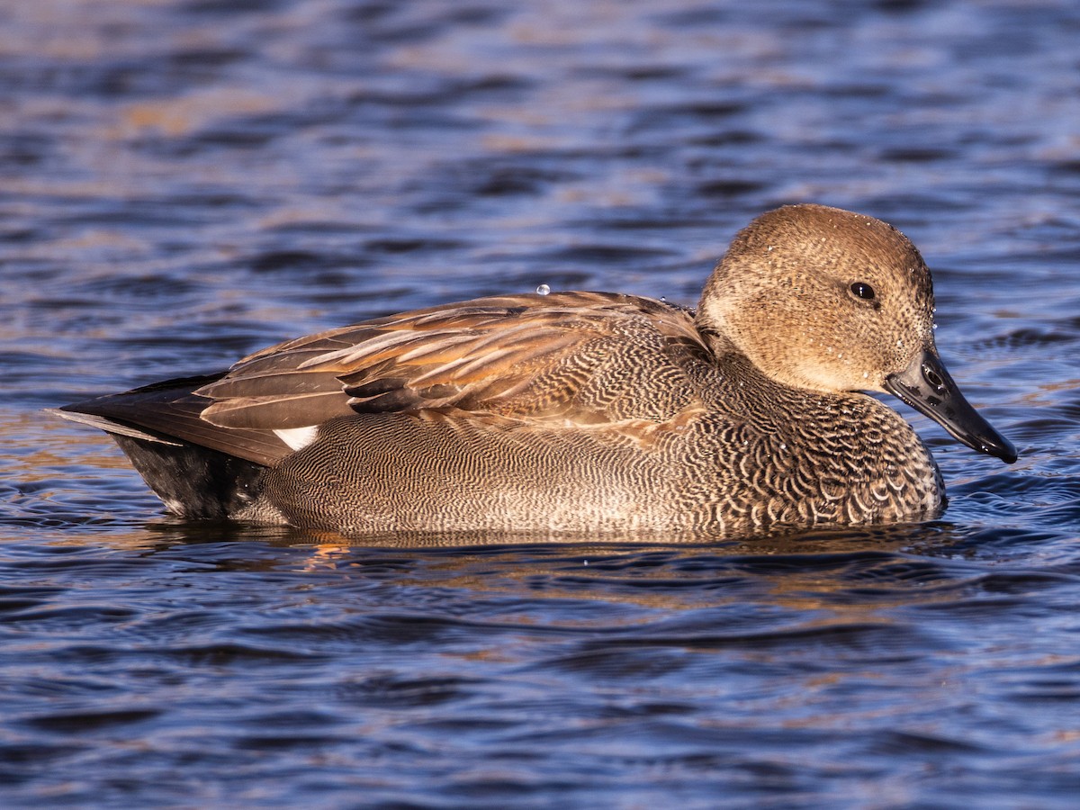 Gadwall - ML646577530