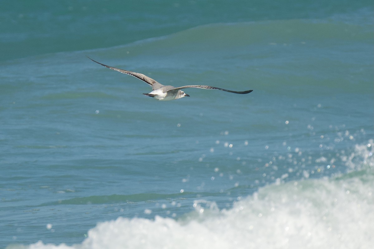 Laughing Gull - ML646577531