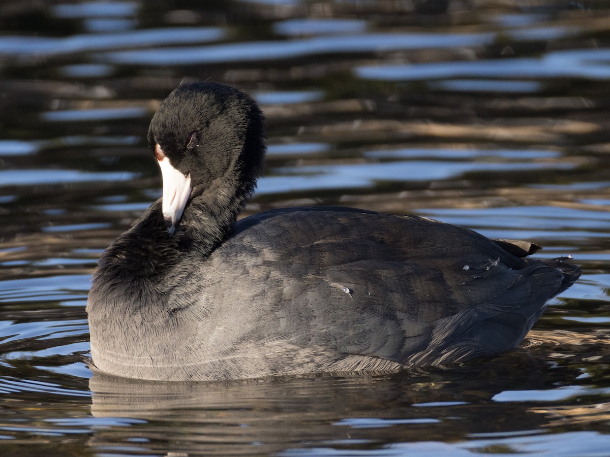 American Coot - ML646577532