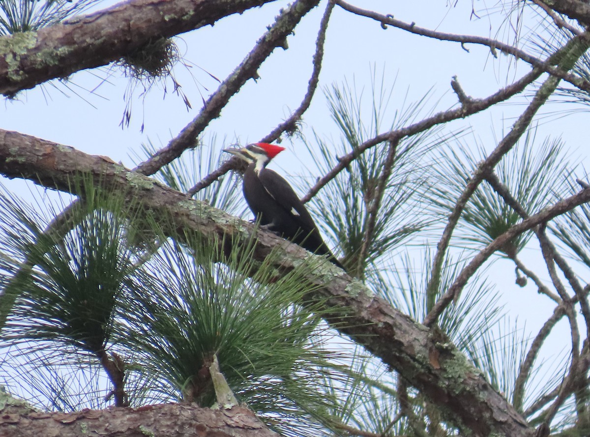 Pileated Woodpecker - ML646577533