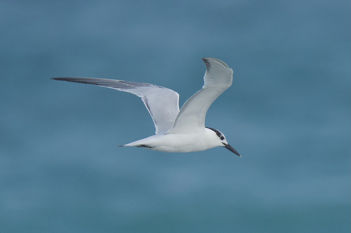 Sandwich Tern - ML646577534