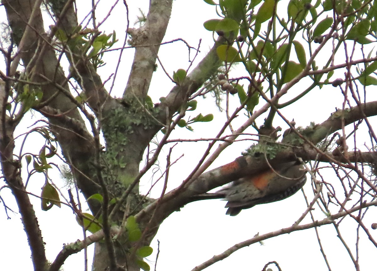 Red-bellied Woodpecker - ML646577537