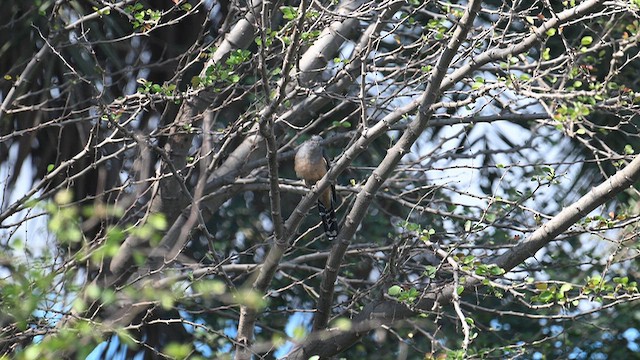 Cuco Plañidero - ML646577542