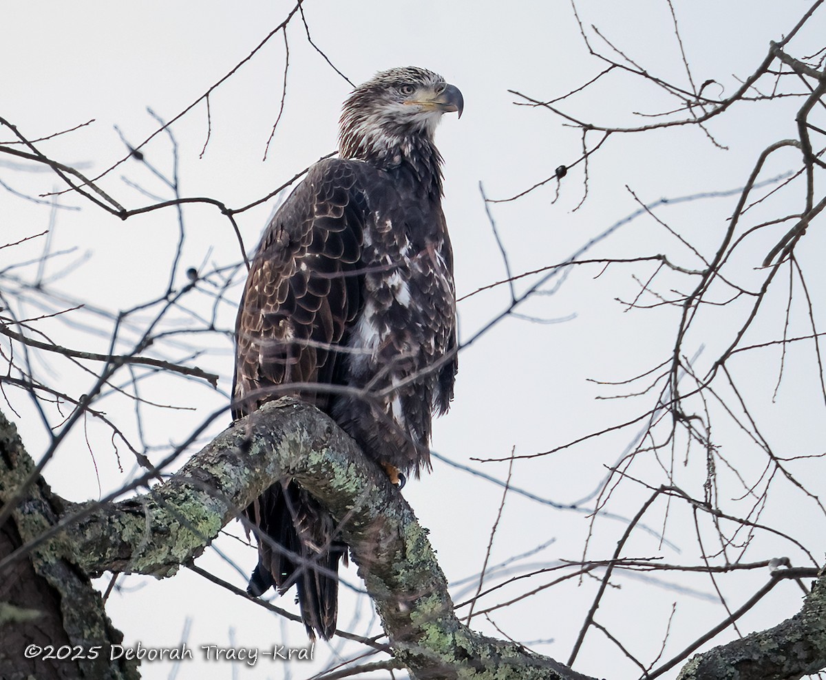 Bald Eagle - ML646577545