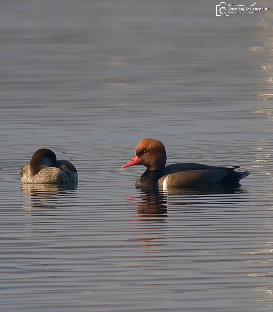 Red-crested Pochard - ML646577546