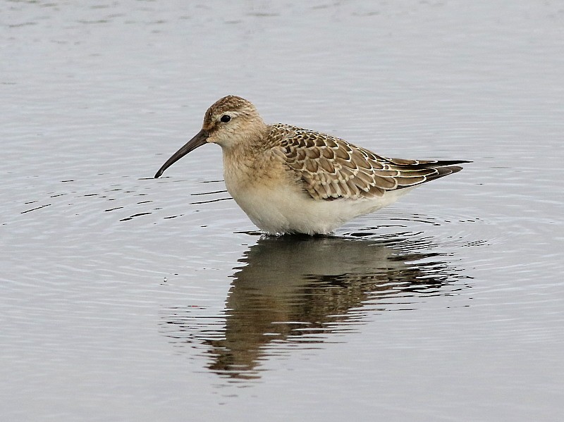 Curlew Sandpiper - ML646577552
