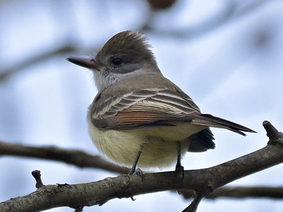 Tyran à gorge cendrée - ML646577553