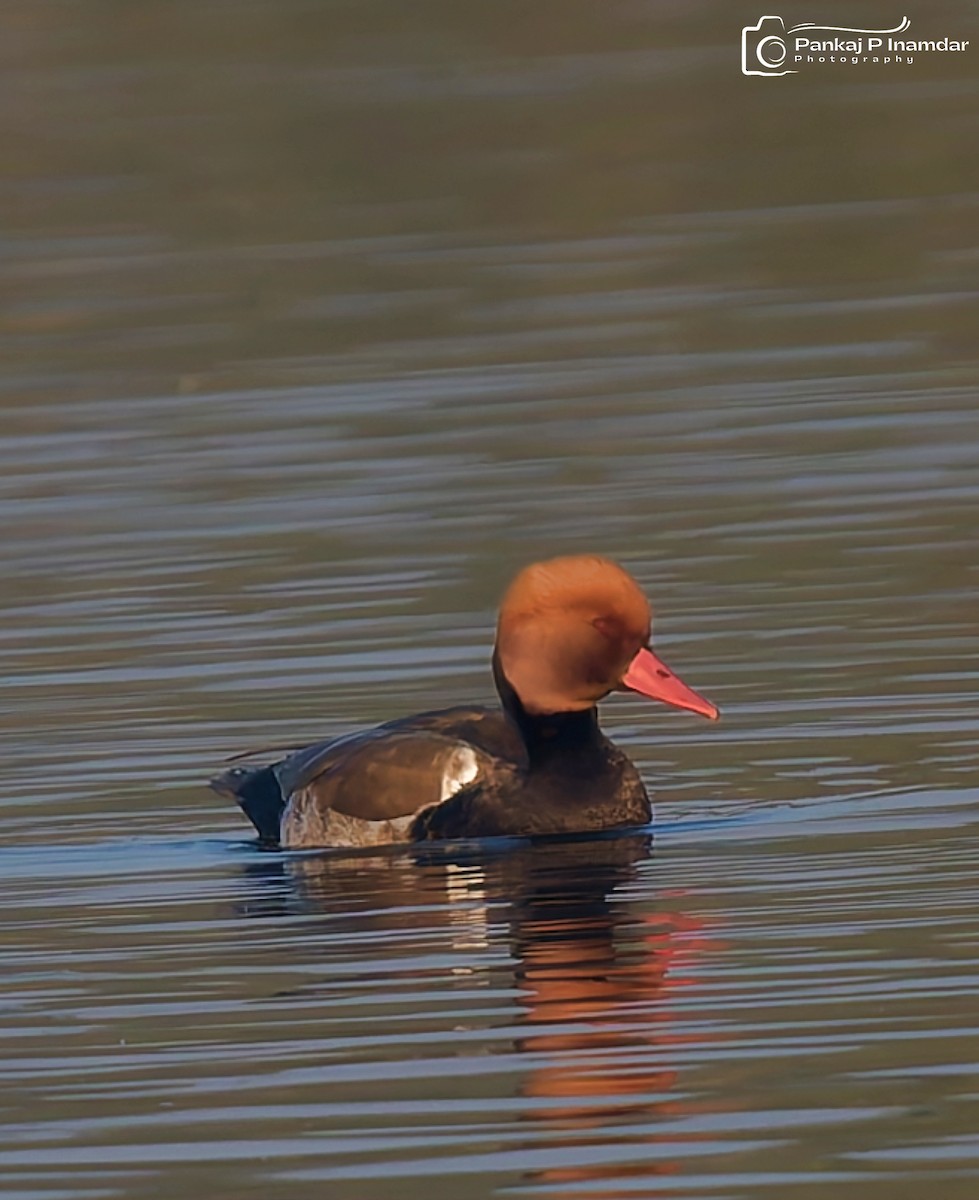 Red-crested Pochard - ML646577554