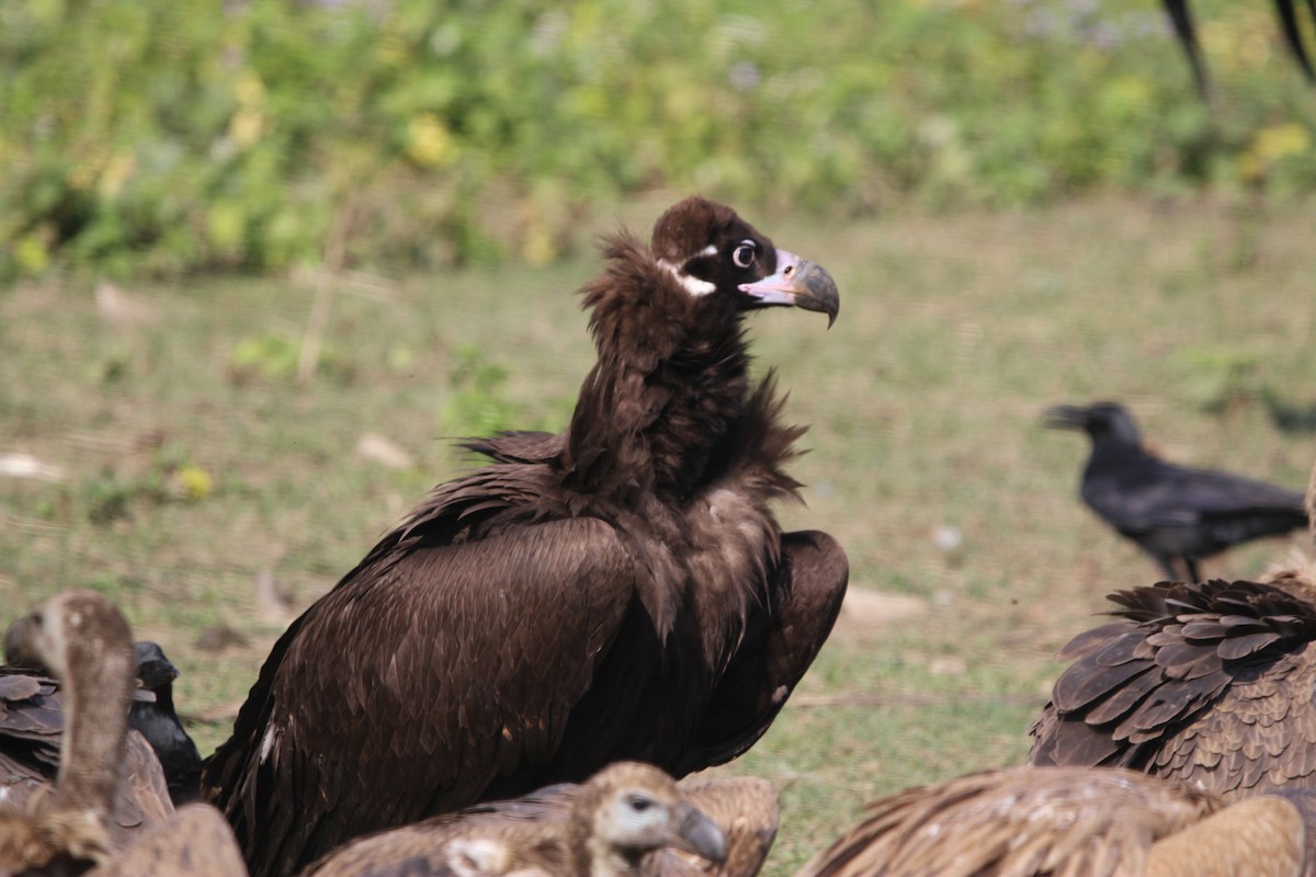 Cinereous Vulture - ML646577555