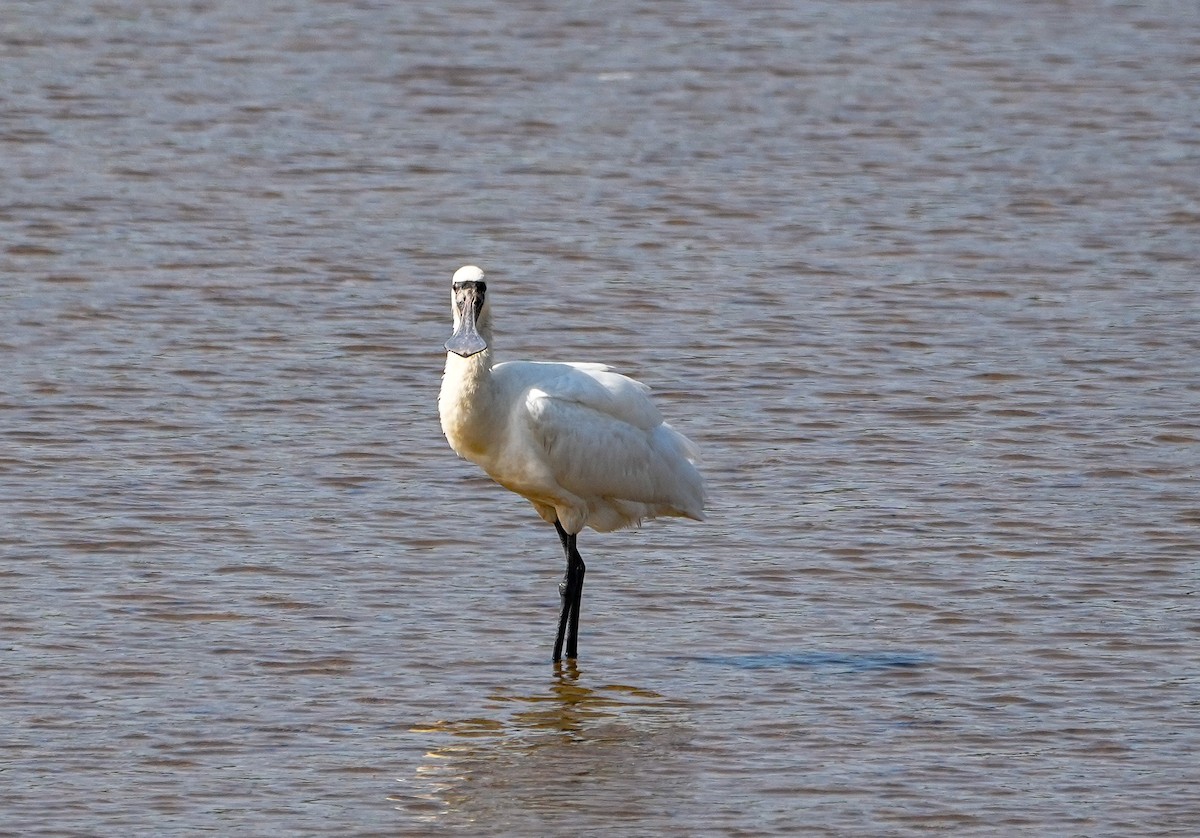 Black-faced Spoonbill - ML646577556
