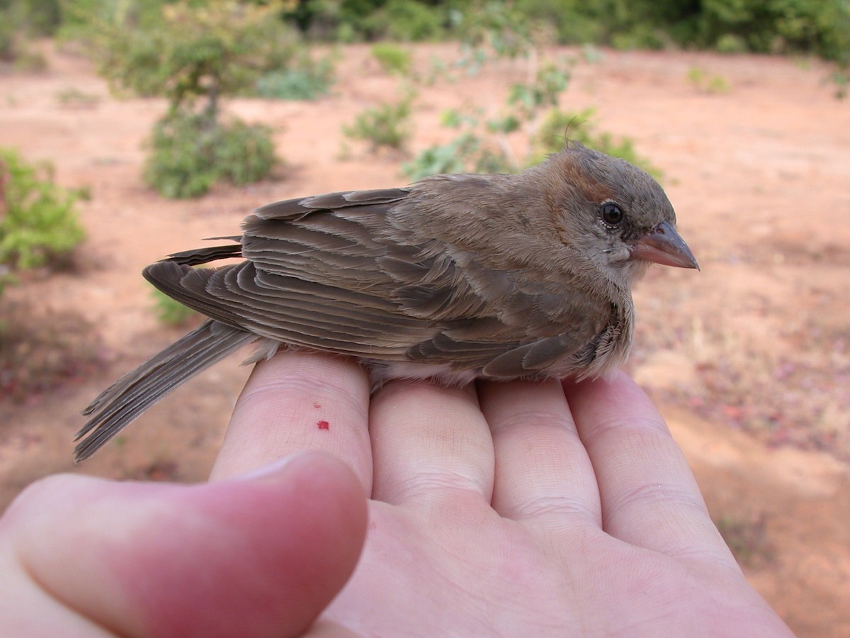 Sahel Bush Sparrow - ML646577558