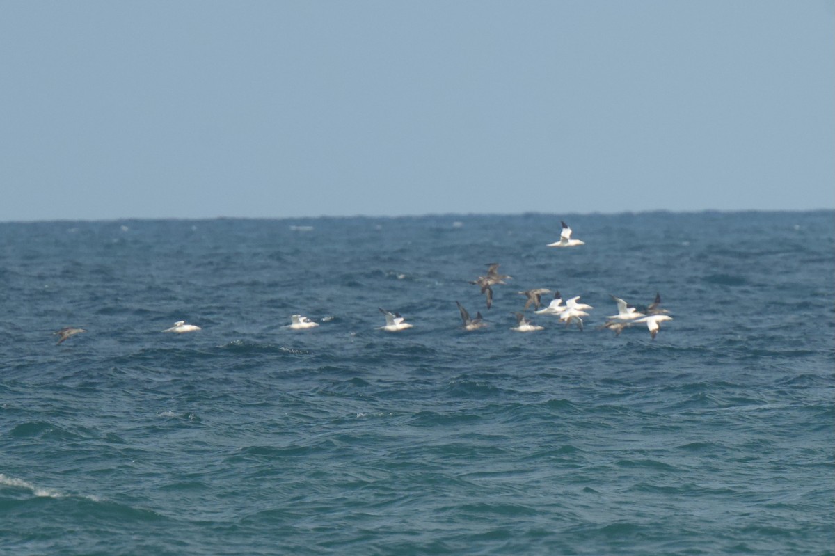 Northern Gannet - ML646577560