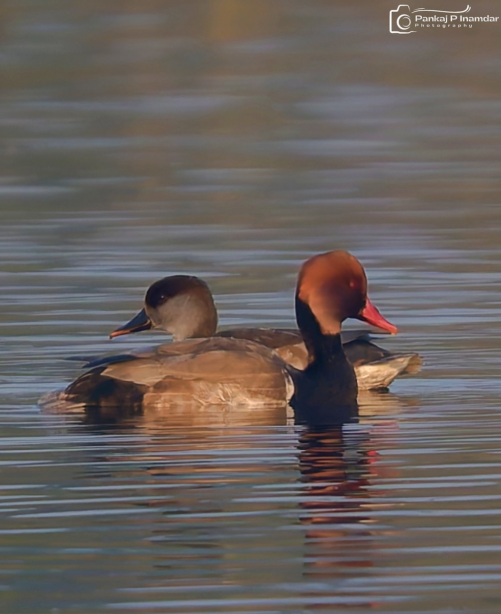 Red-crested Pochard - ML646577561
