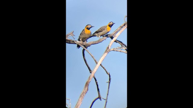 Carpintero Campestre - ML646577562