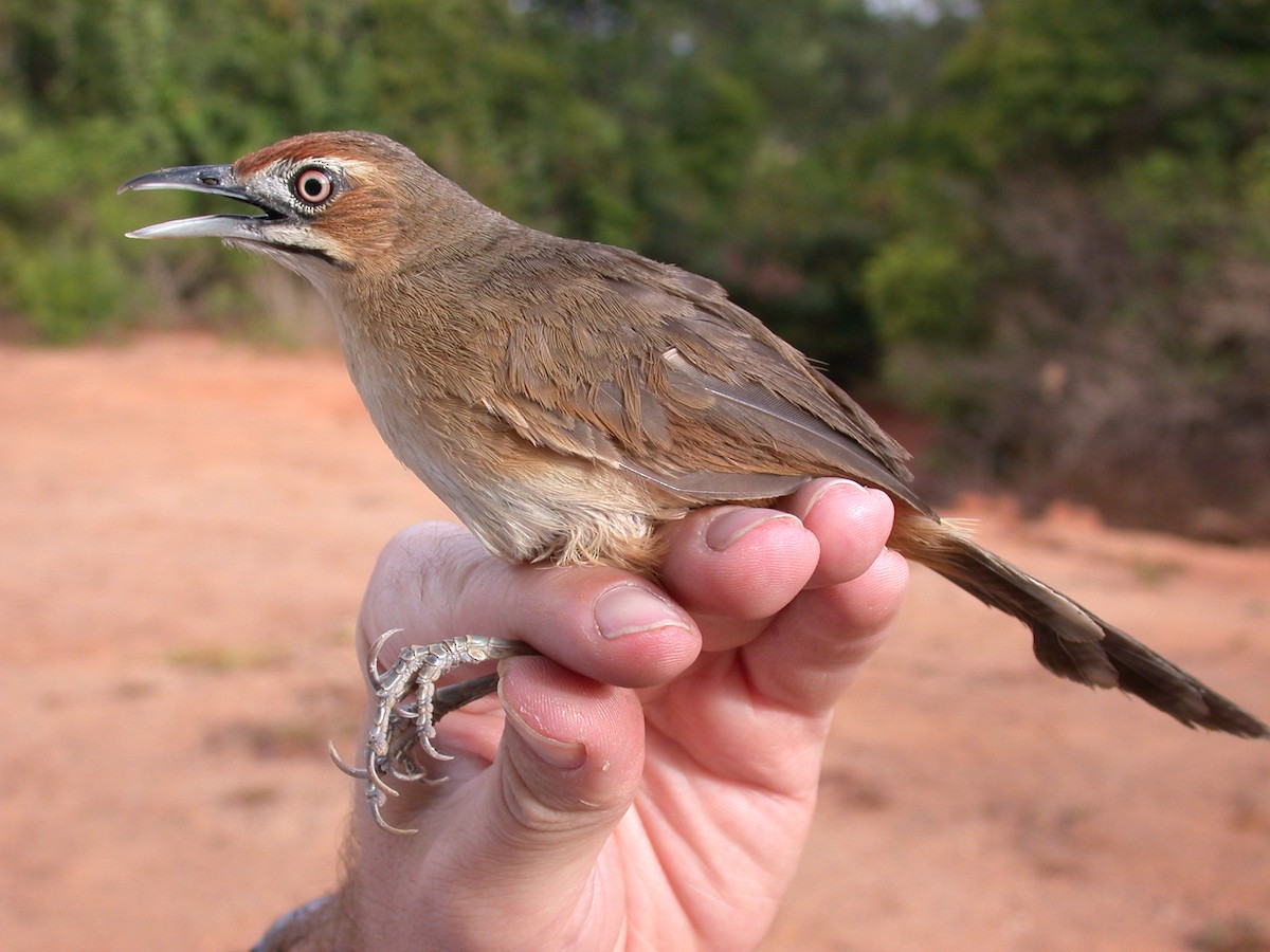 Moustached Grass-Warbler - ML646577563