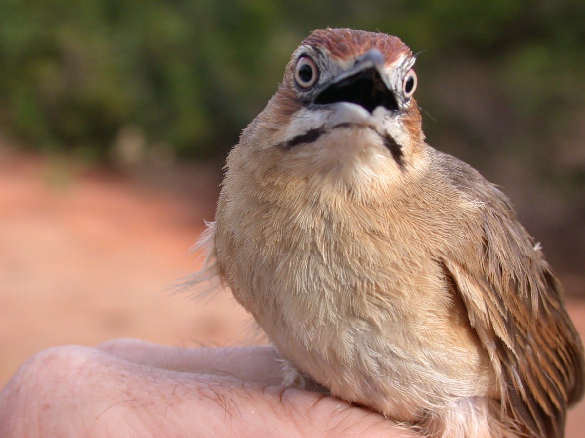 Moustached Grass-Warbler - ML646577564