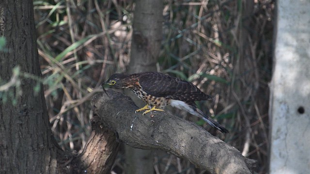 Cuco Grande - ML646577566