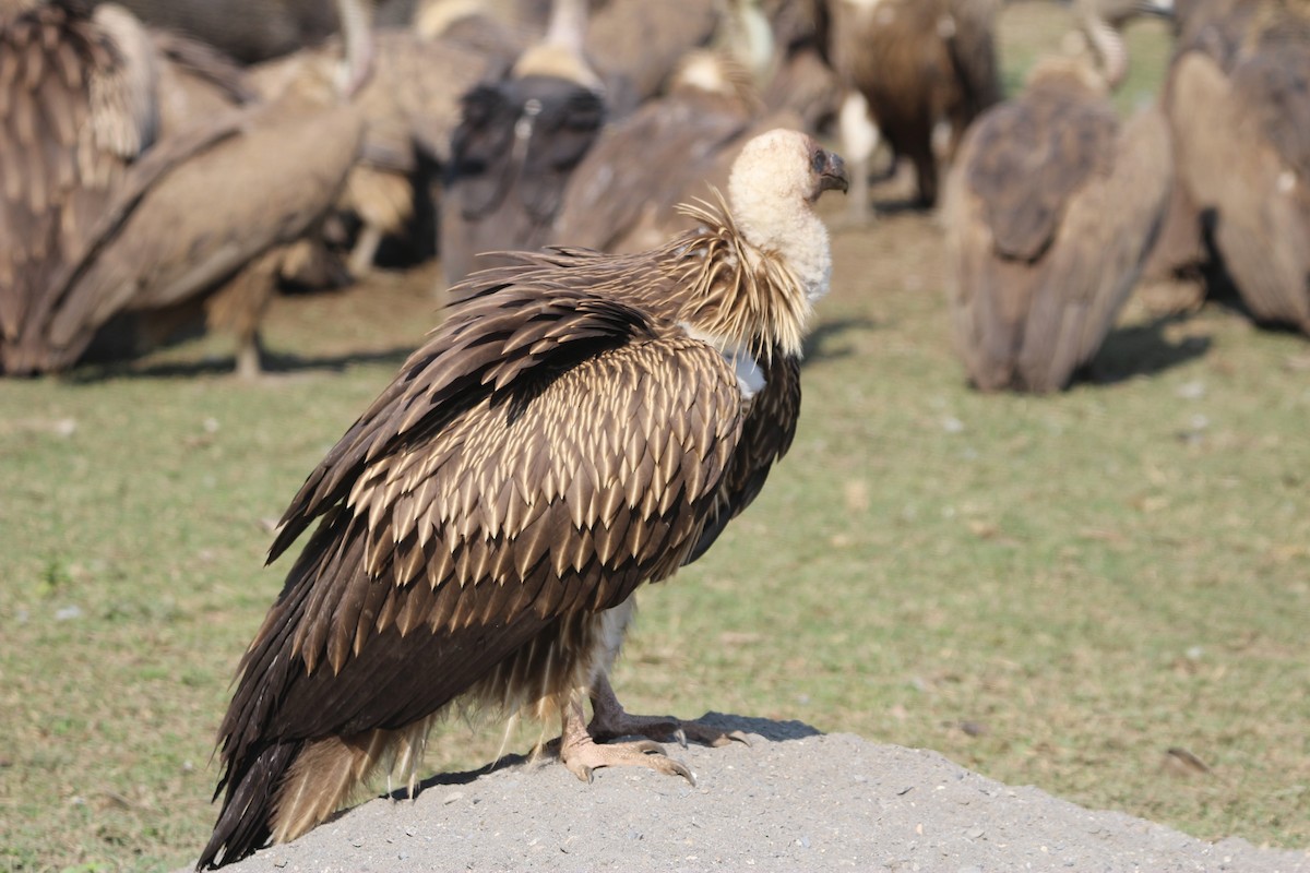 Himalayan Griffon - ML646577577
