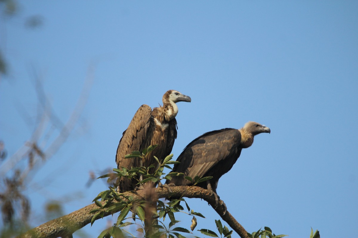 White-rumped Vulture - ML646577579