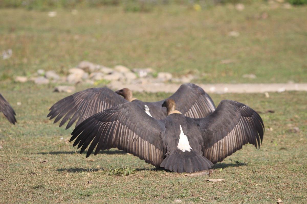 White-rumped Vulture - ML646577580