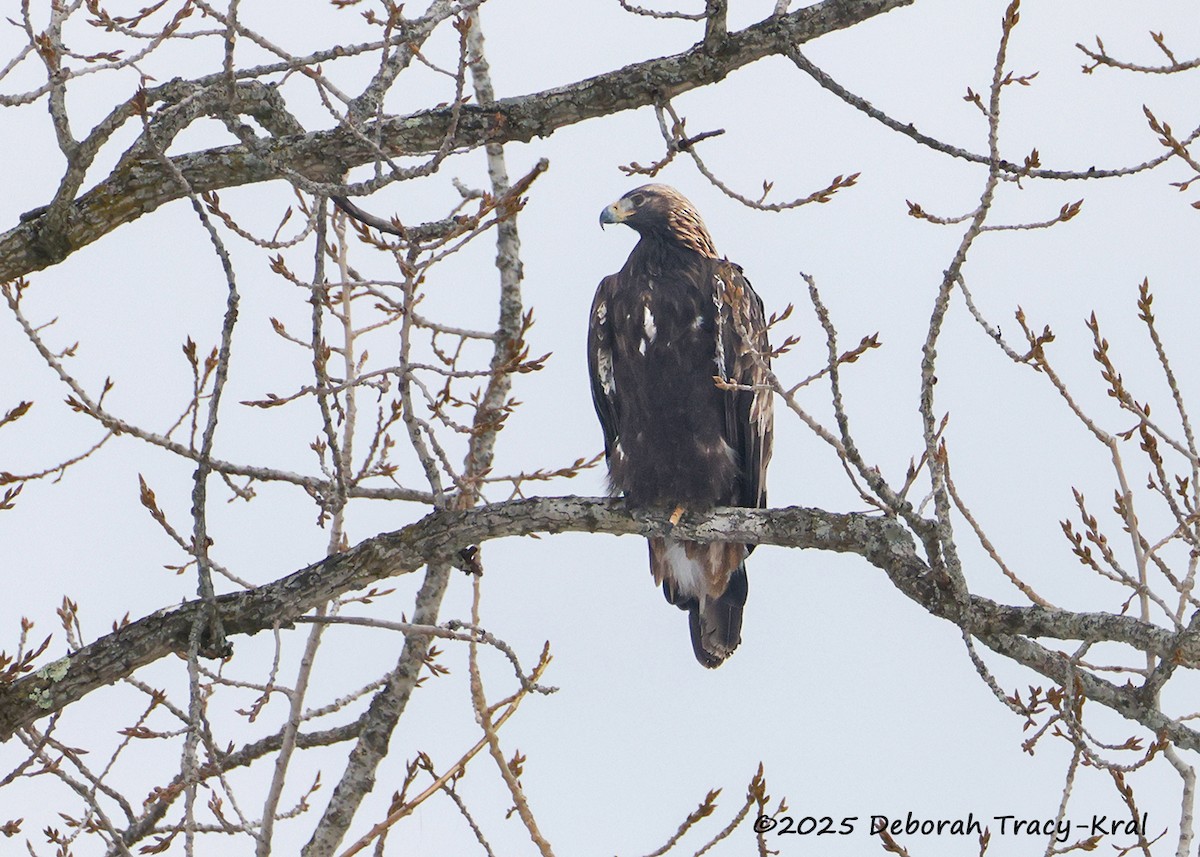 イヌワシ - ML646577582