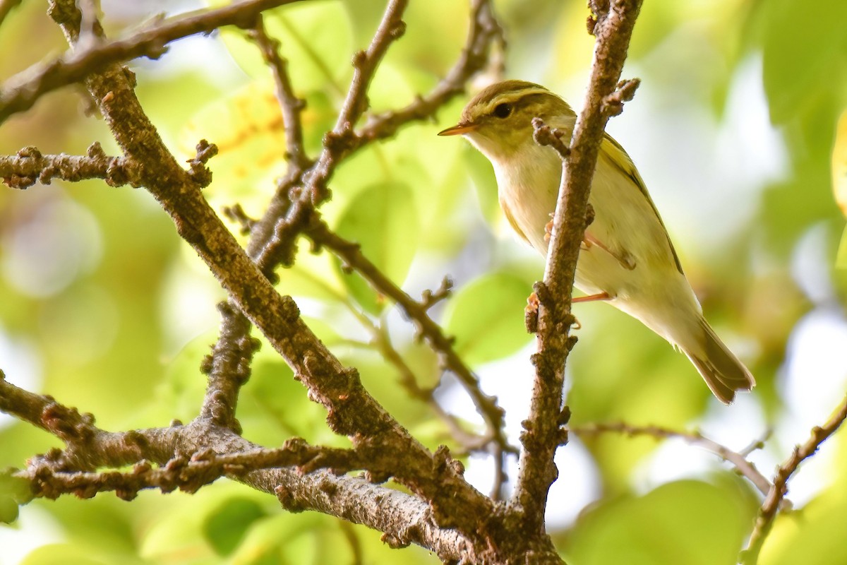 Пеночка-зарничка - ML646577584