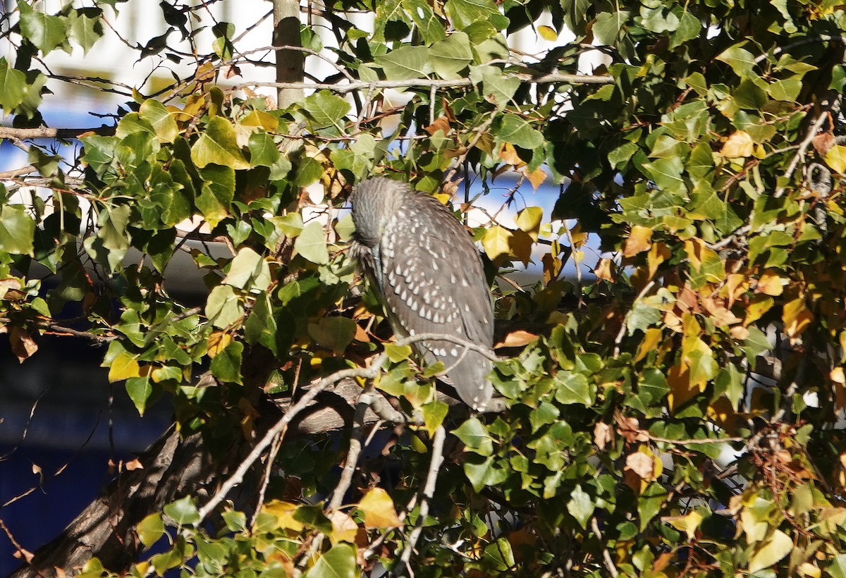 Black-crowned Night Heron - ML646577585