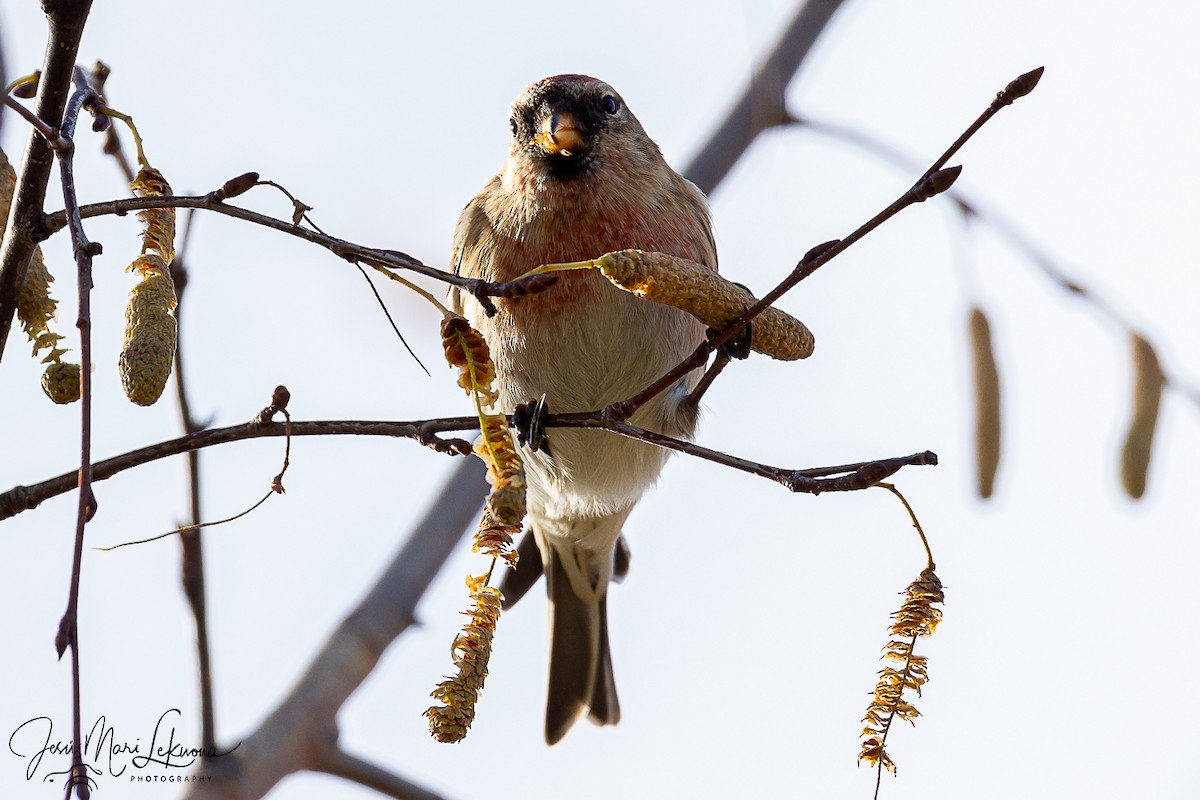 Redpoll (Lesser) - ML646577587