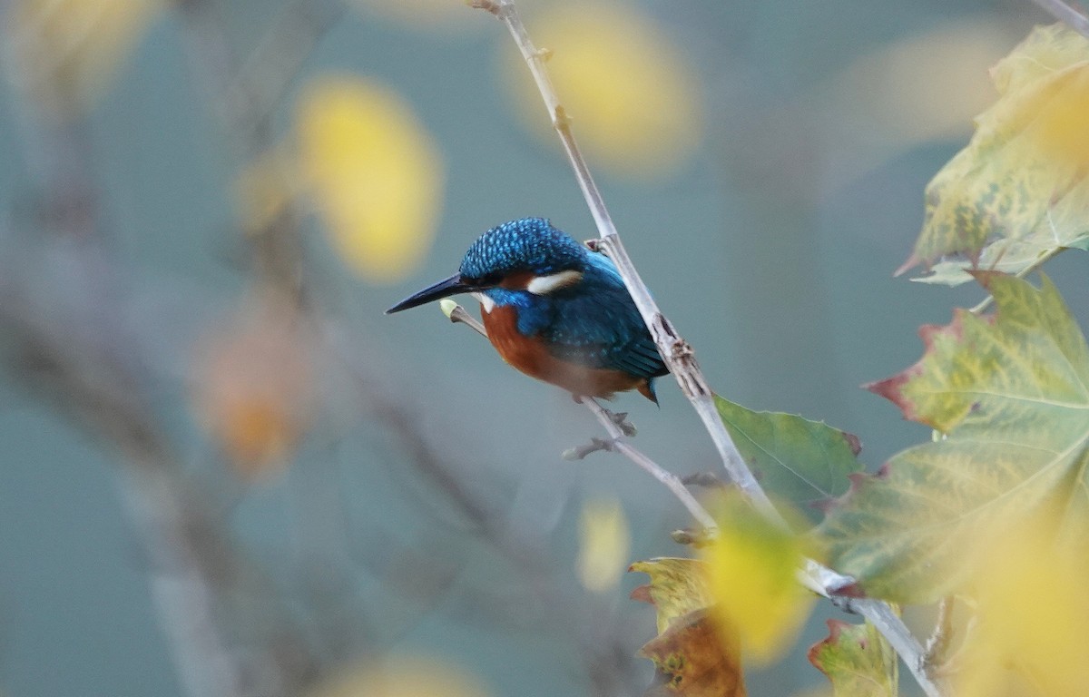 Common Kingfisher - ML646577588