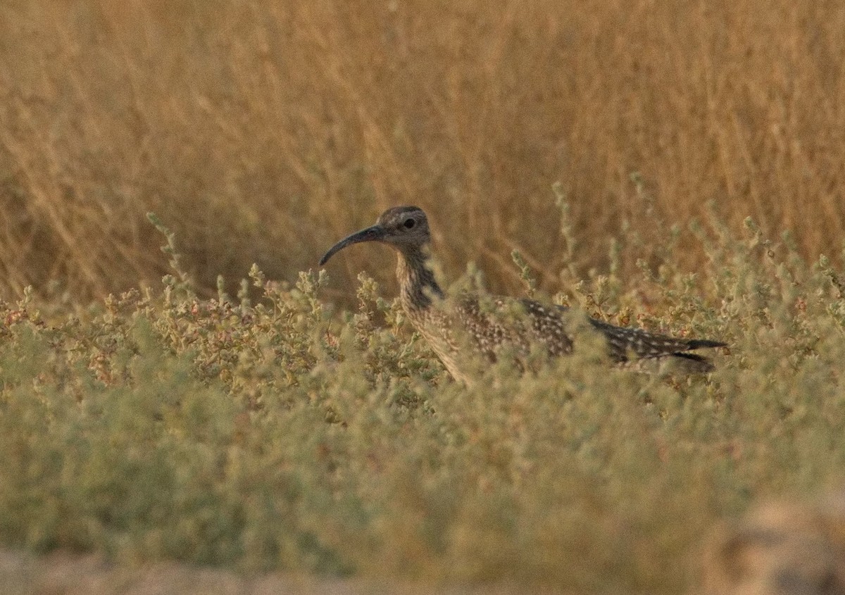 koliha malá - ML646577589