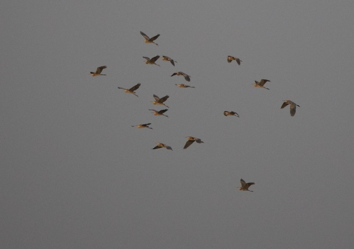 volavka popelavá - ML646577591