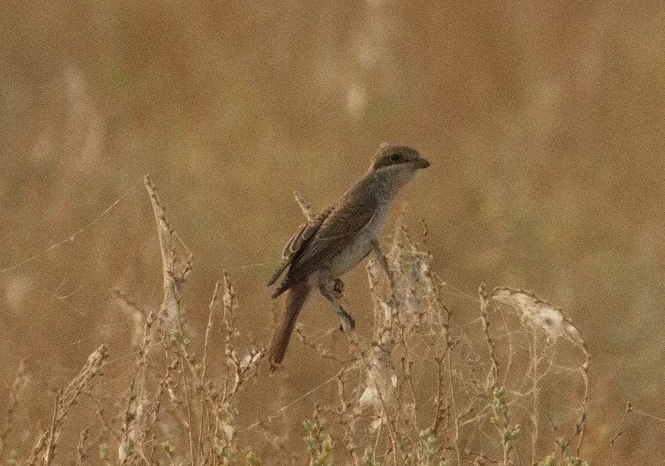 Lesser Gray Shrike - ML646577592