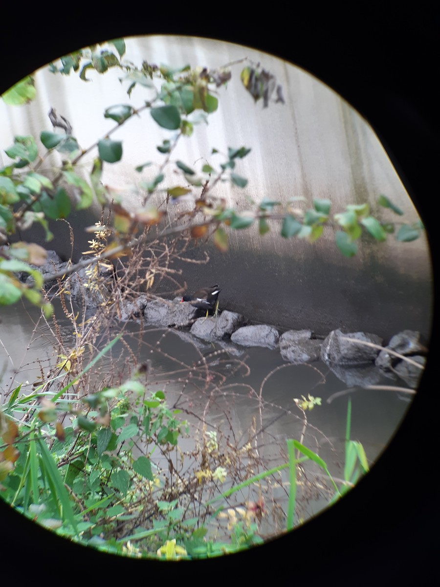 Хажилгат түнжүүр - ML646577593