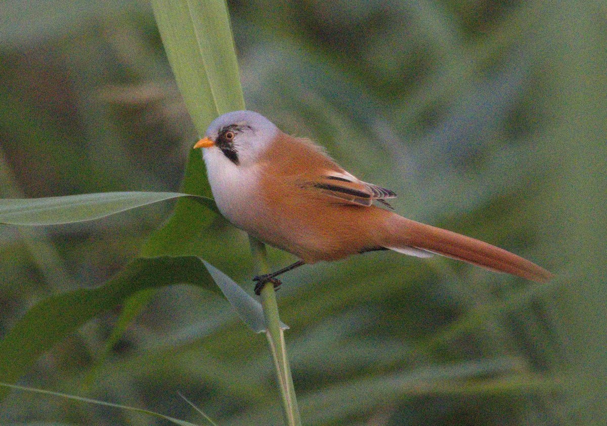 sýkořice vousatá - ML646577594