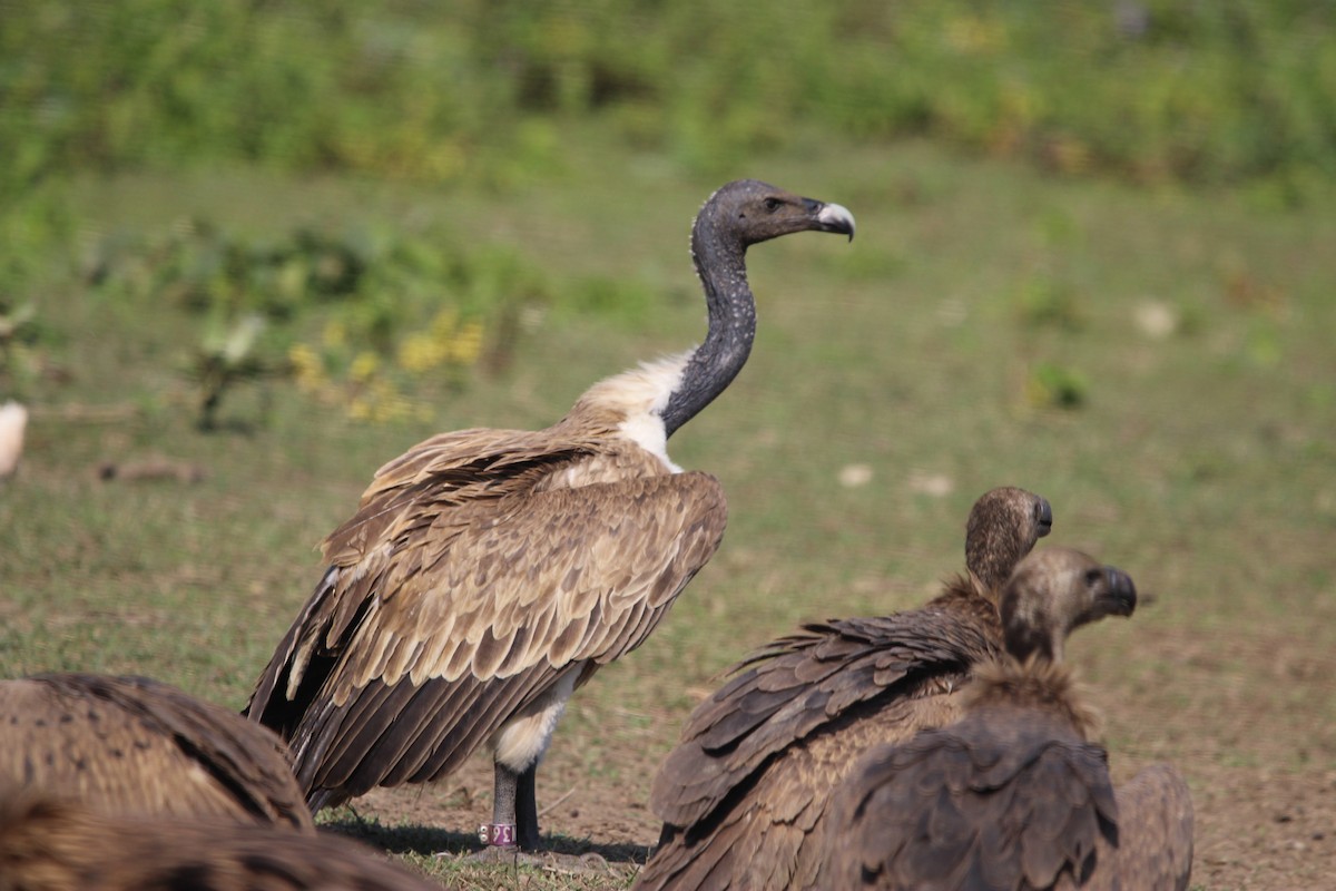 Slender-billed Vulture - ML646577595