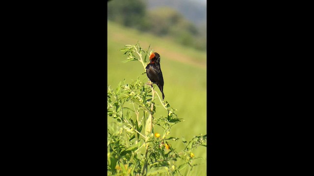 Varillero Congo - ML646577599