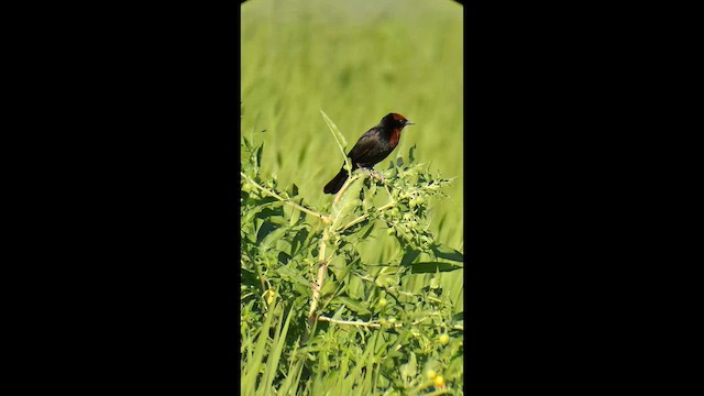 Varillero Congo - ML646577600