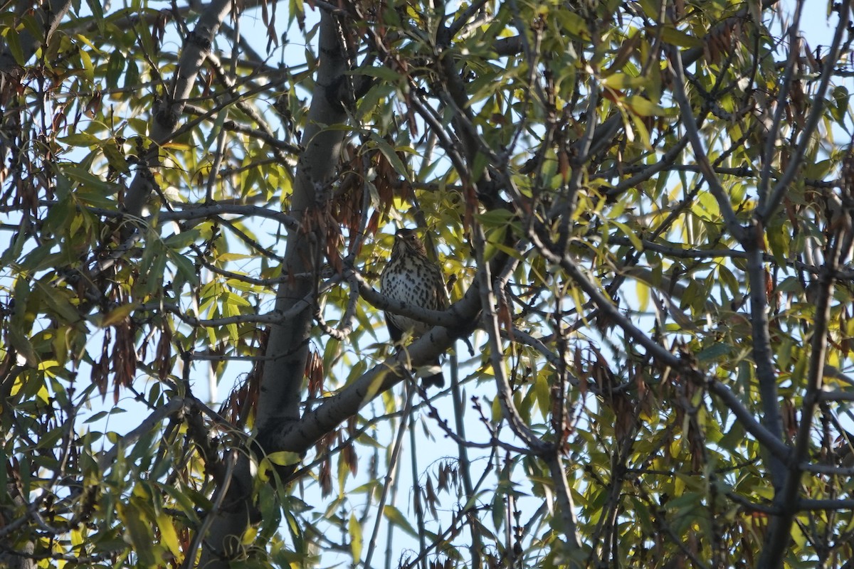 Song Thrush - ML646577601