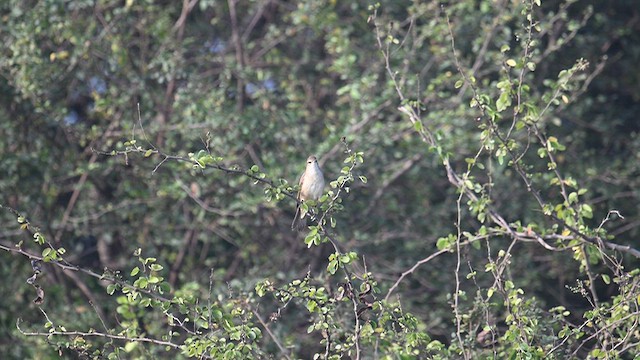 Carricero Estentóreo - ML646577602