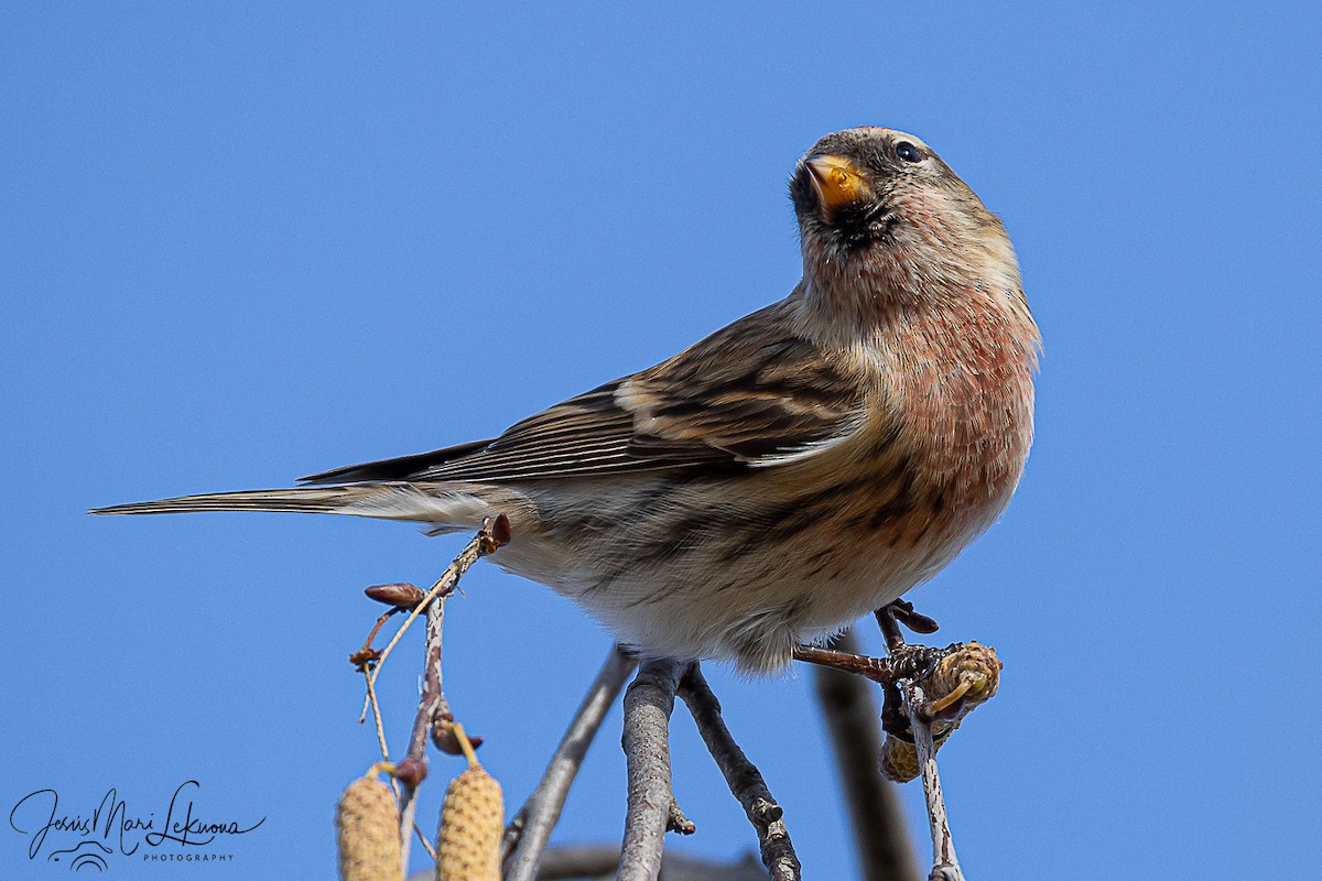 Redpoll (Lesser) - ML646577604