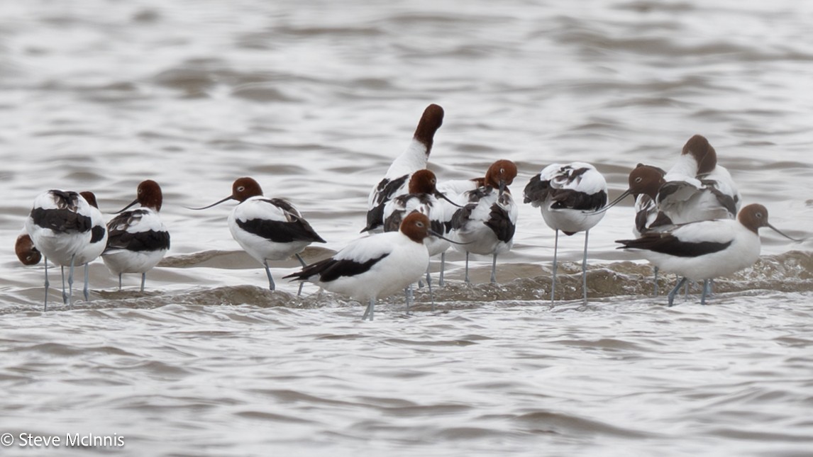 Red-necked Avocet - ML646577606