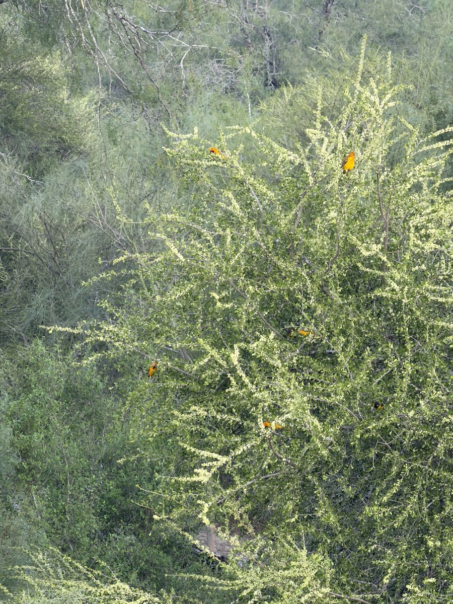 Altamira Oriole - ML646577608