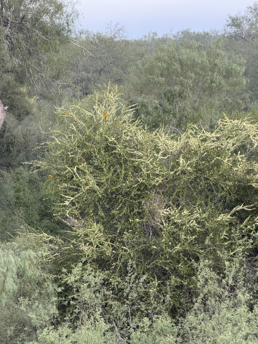 Altamira Oriole - ML646577609