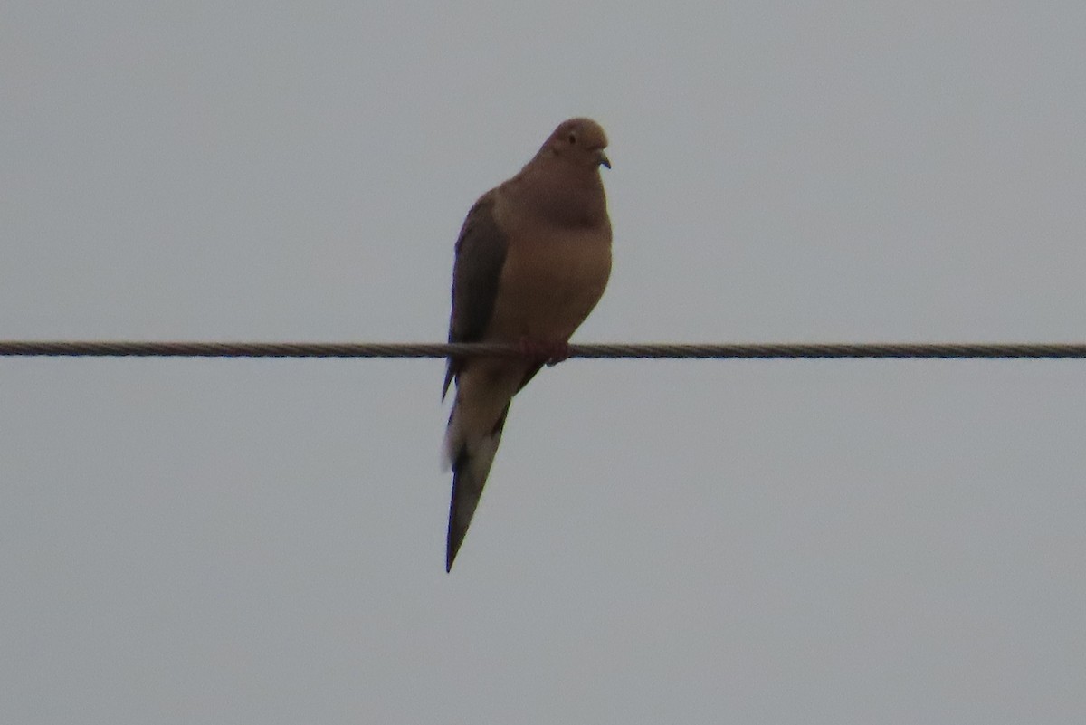 Mourning Dove - ML646577610