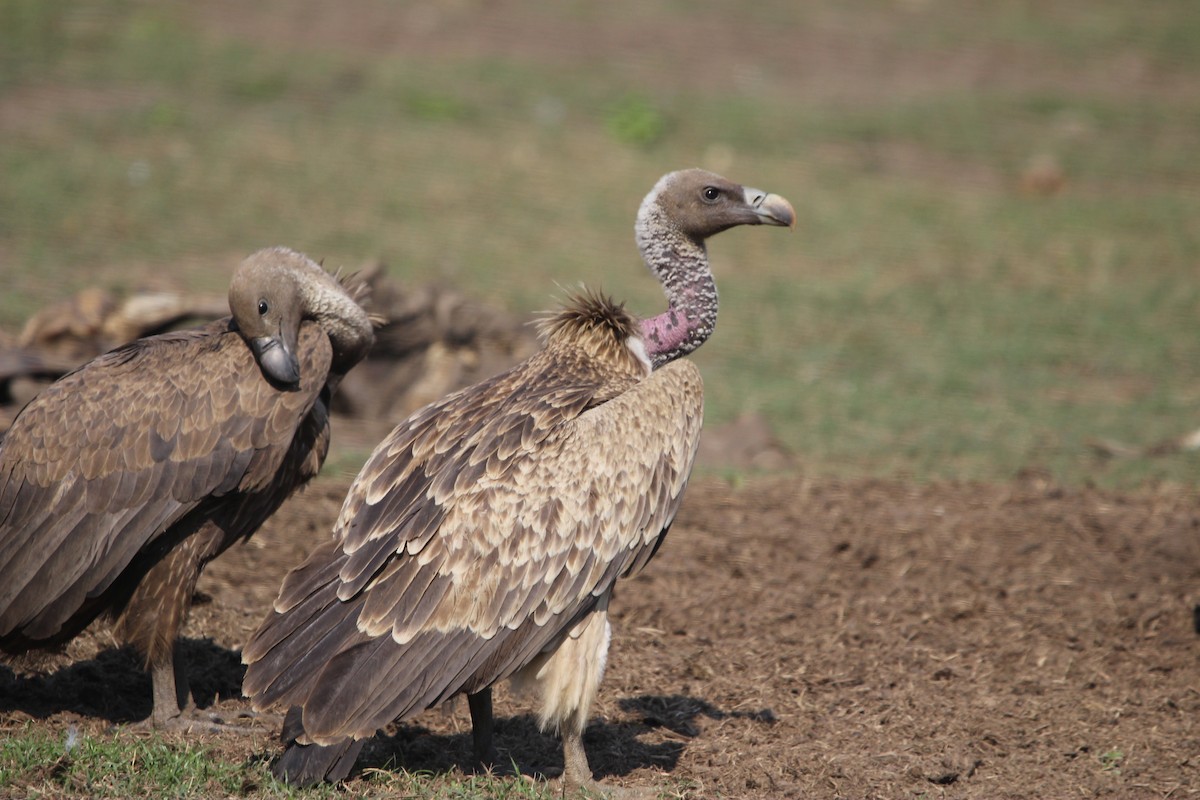 Indian Vulture - ML646577611